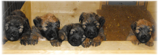 Cute puppies waiting to be held