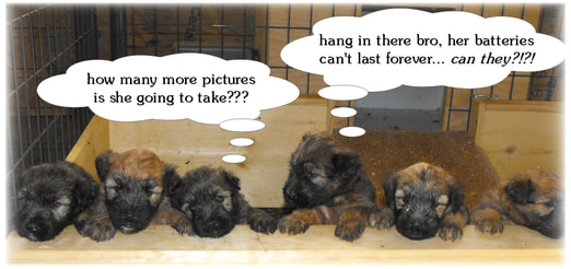 What are these puppies thinking?