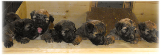 Curious puppies lined up in a row